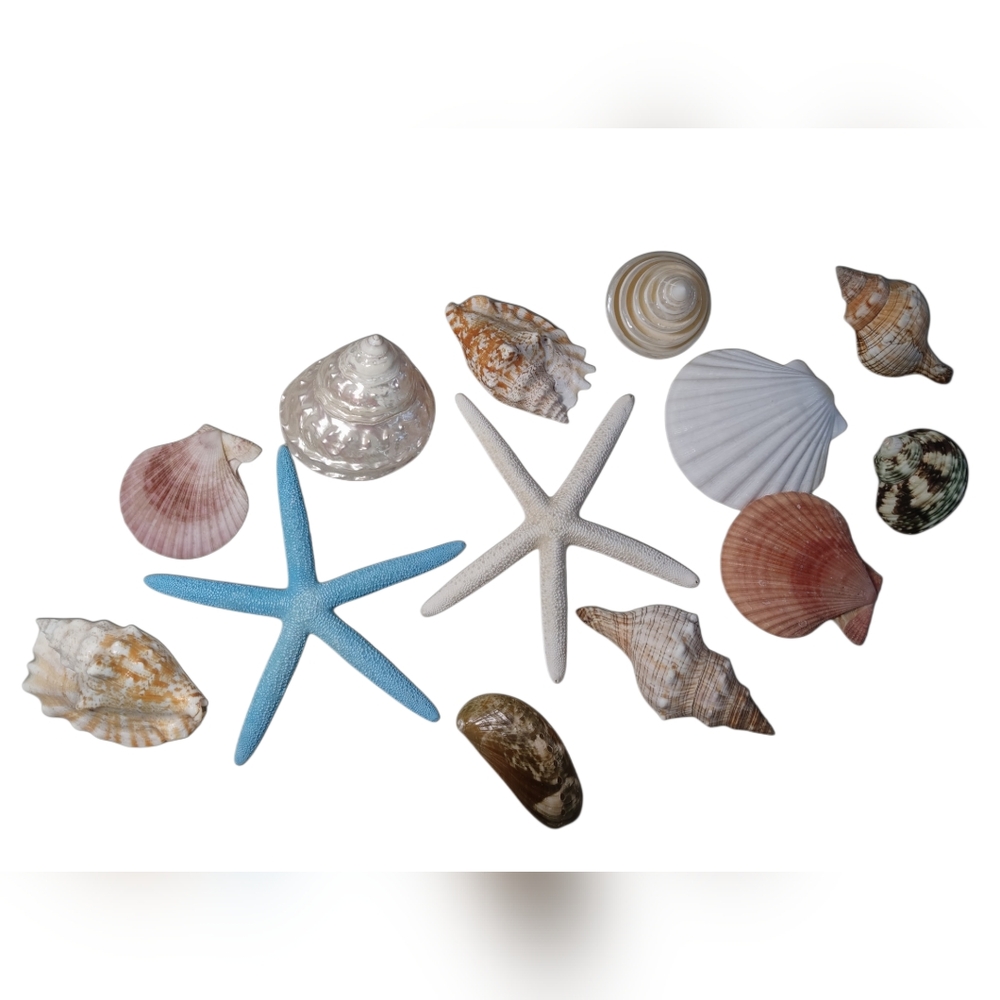 Assorted Seashell and Starfish Collection - Picture 5 of 6